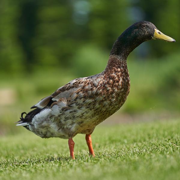 Duck Curry