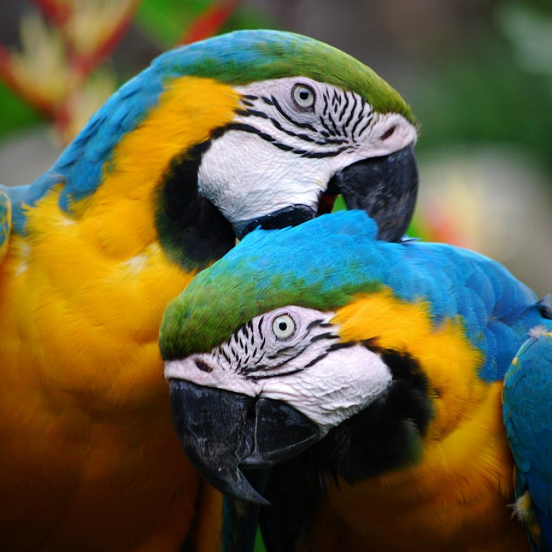 Exotic Pets