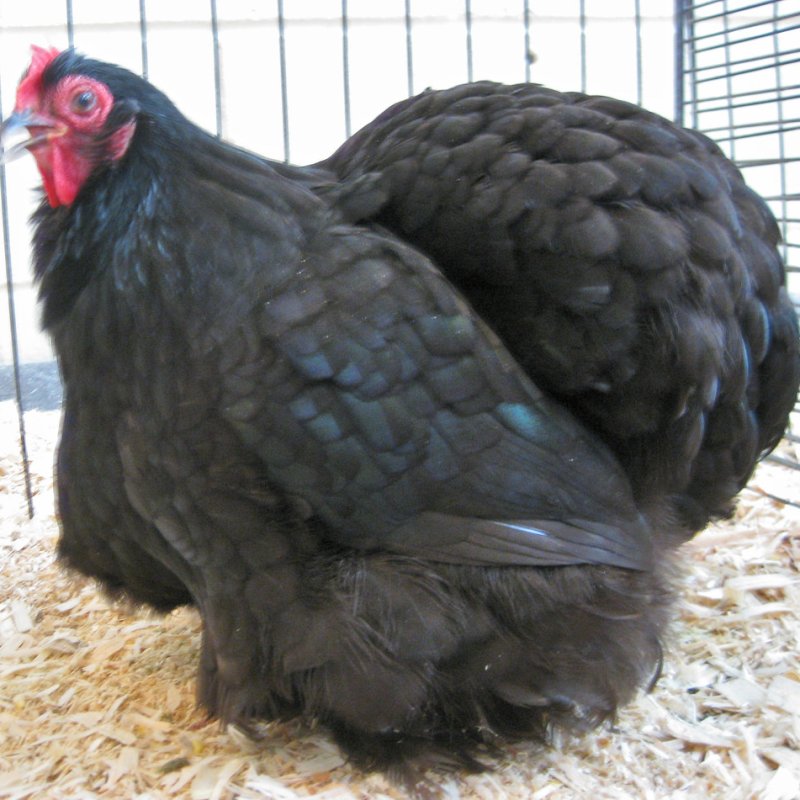Ornamental Poultry