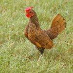 Aseel Gamefowl Breeding Stock (Pair)