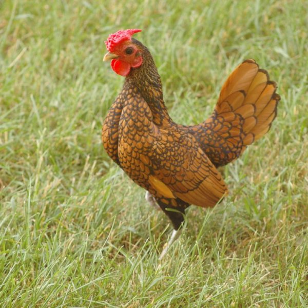 Aseel Gamefowl Breeding Stock (Pair)