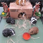 Exotic Pet Starter Care Kit