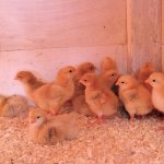 Kadaknath Ornamental Poultry Chicks (Pair)