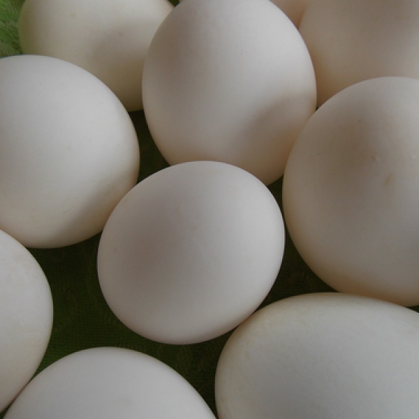 Duck Eggs