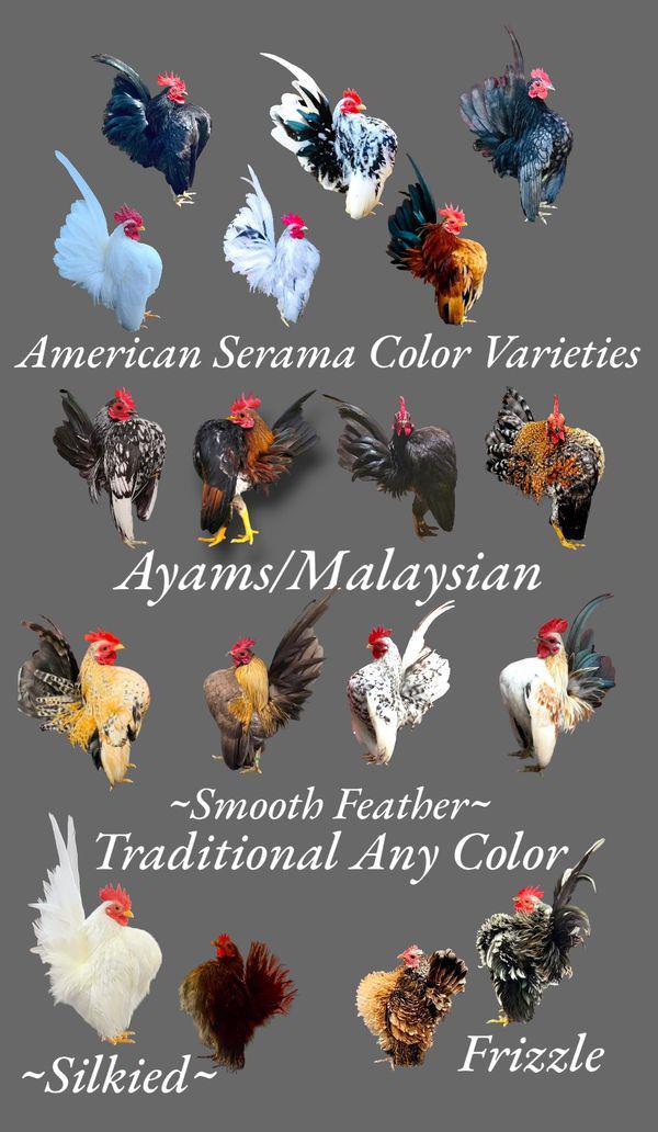 Ornamental Poultry