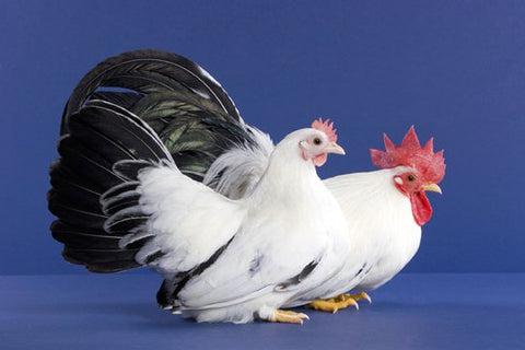 Bantam Chicken