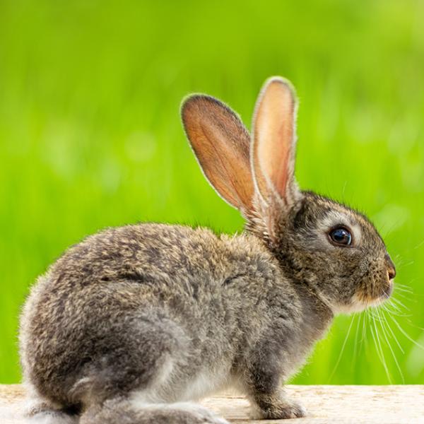 Rabbit Curry