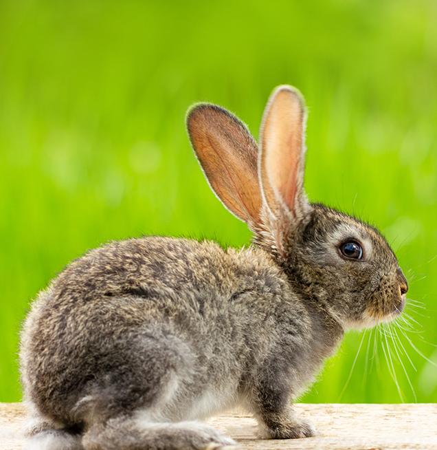Rabbit / Turkey