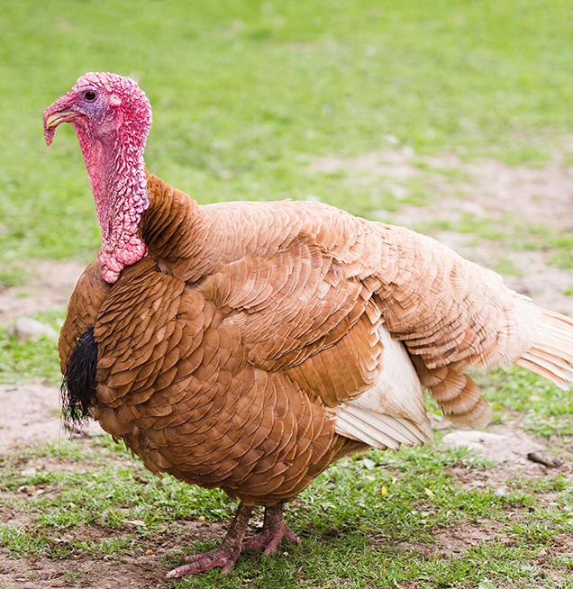 Turkey Curry